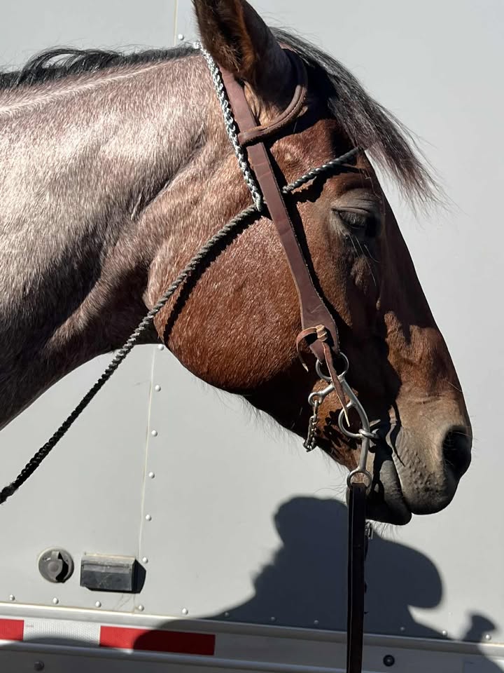 The Browband - Magic Tiedown