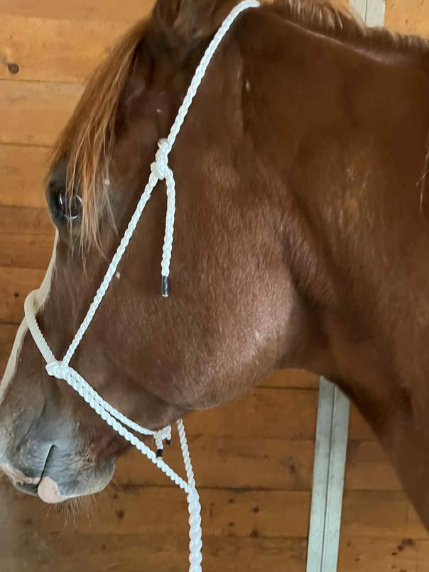 Original Tiedown -w/ built in Cavesson