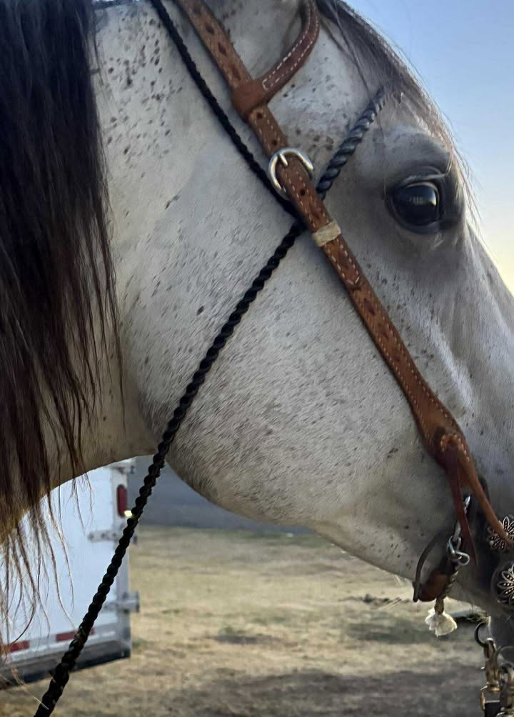 The Browband - Magic Tiedown